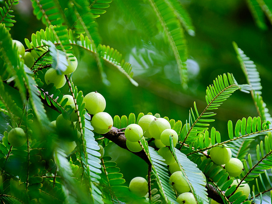 Kapha-Dosha: Struktur, Charakter und Ernährungsempfehlungen